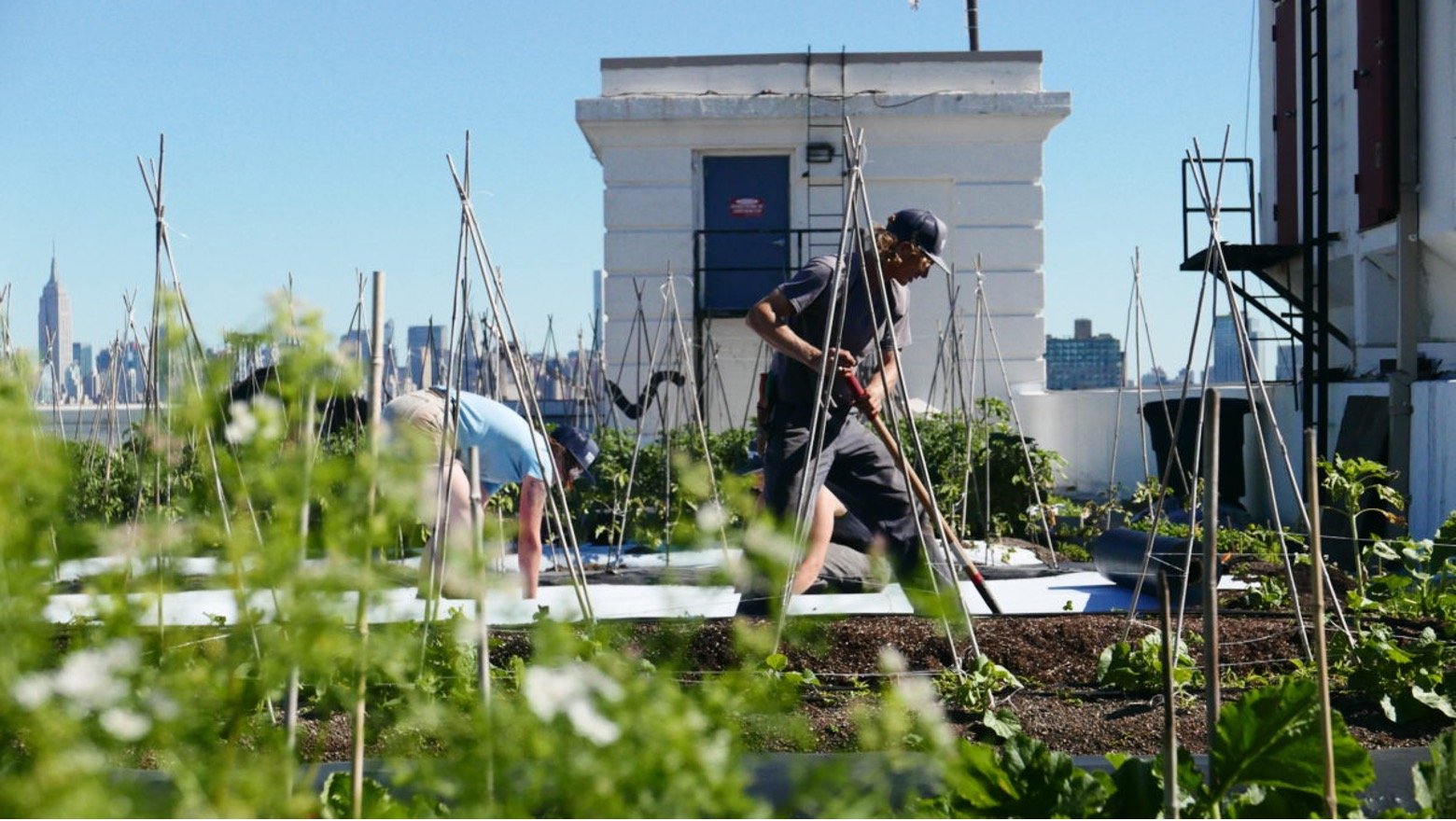 Brooklyn Grange farmers working on a rooftop farm in Brooklyn, New York
