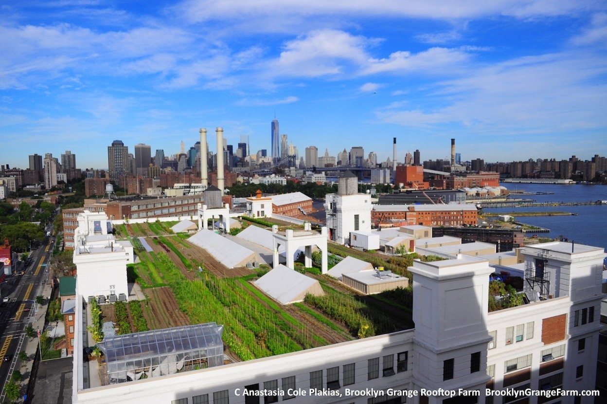An aerial view of the Brooklyn Grange Rooftop Farm