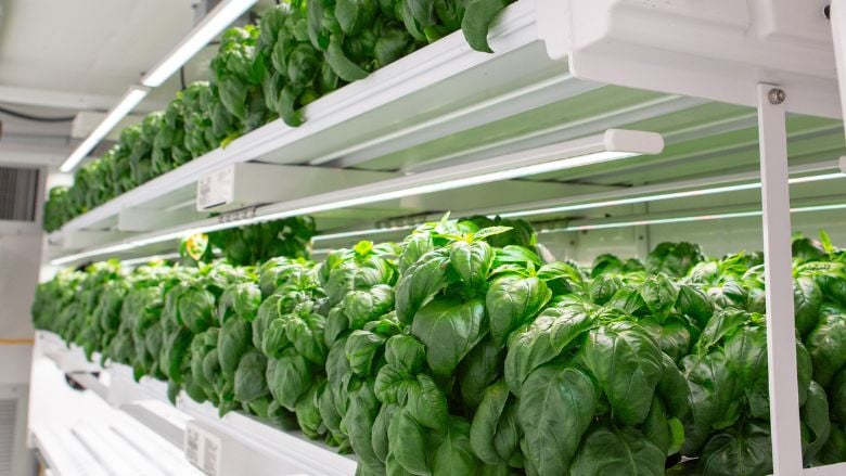 Fresh basil growing in vertical racks within an AmplifiedAg modular farming container